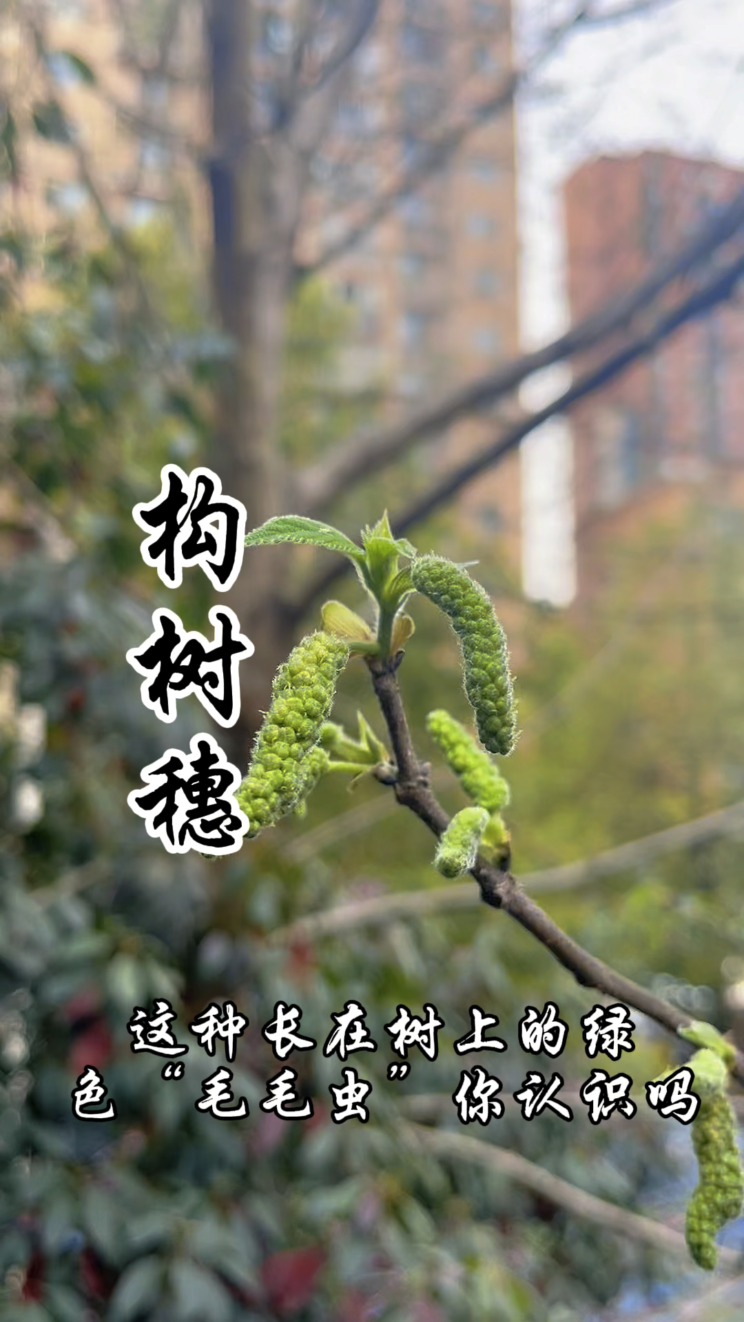 长在树上的野菜,构树穗,你吃过吗?