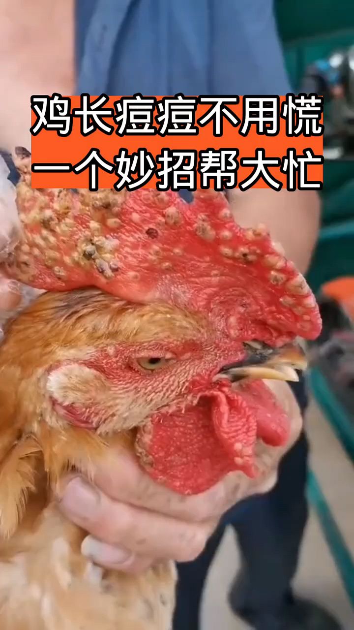 鸡长痘痘不用慌,一个妙招来解决