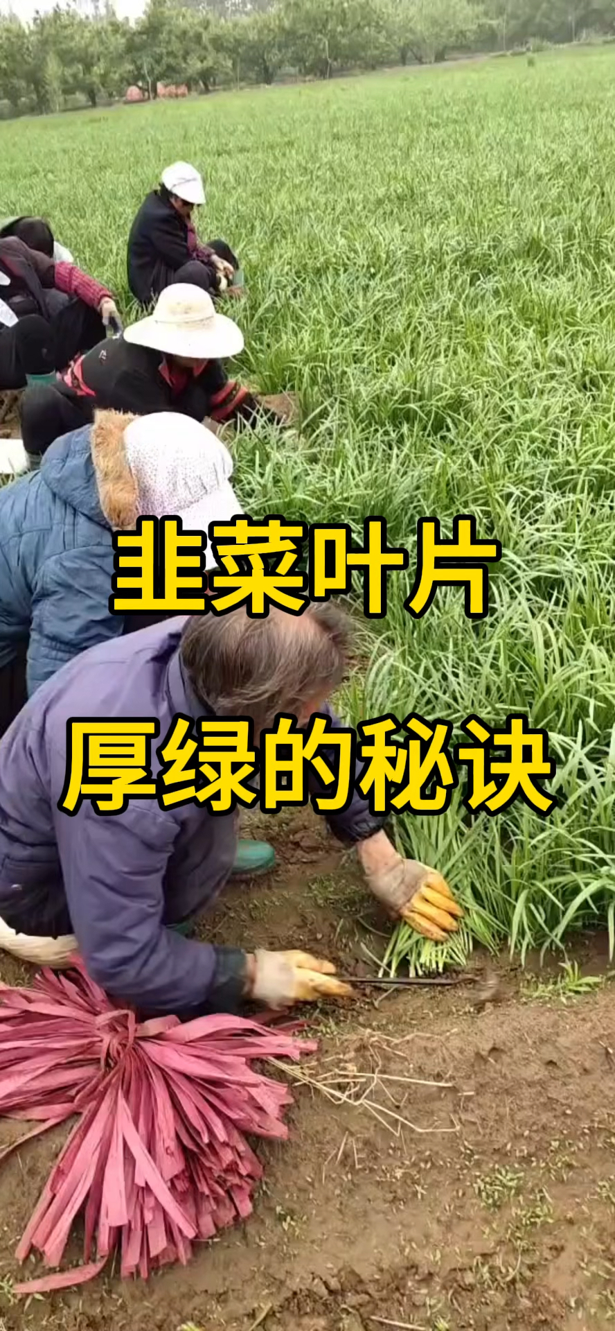 韭菜叶片厚绿的秘诀!