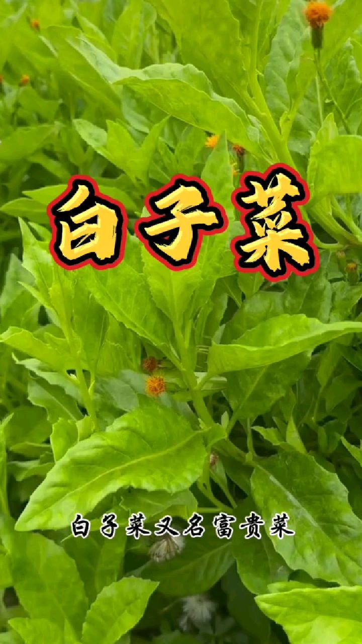 白子菜,民间称他为降糖菜,经常食用效果好