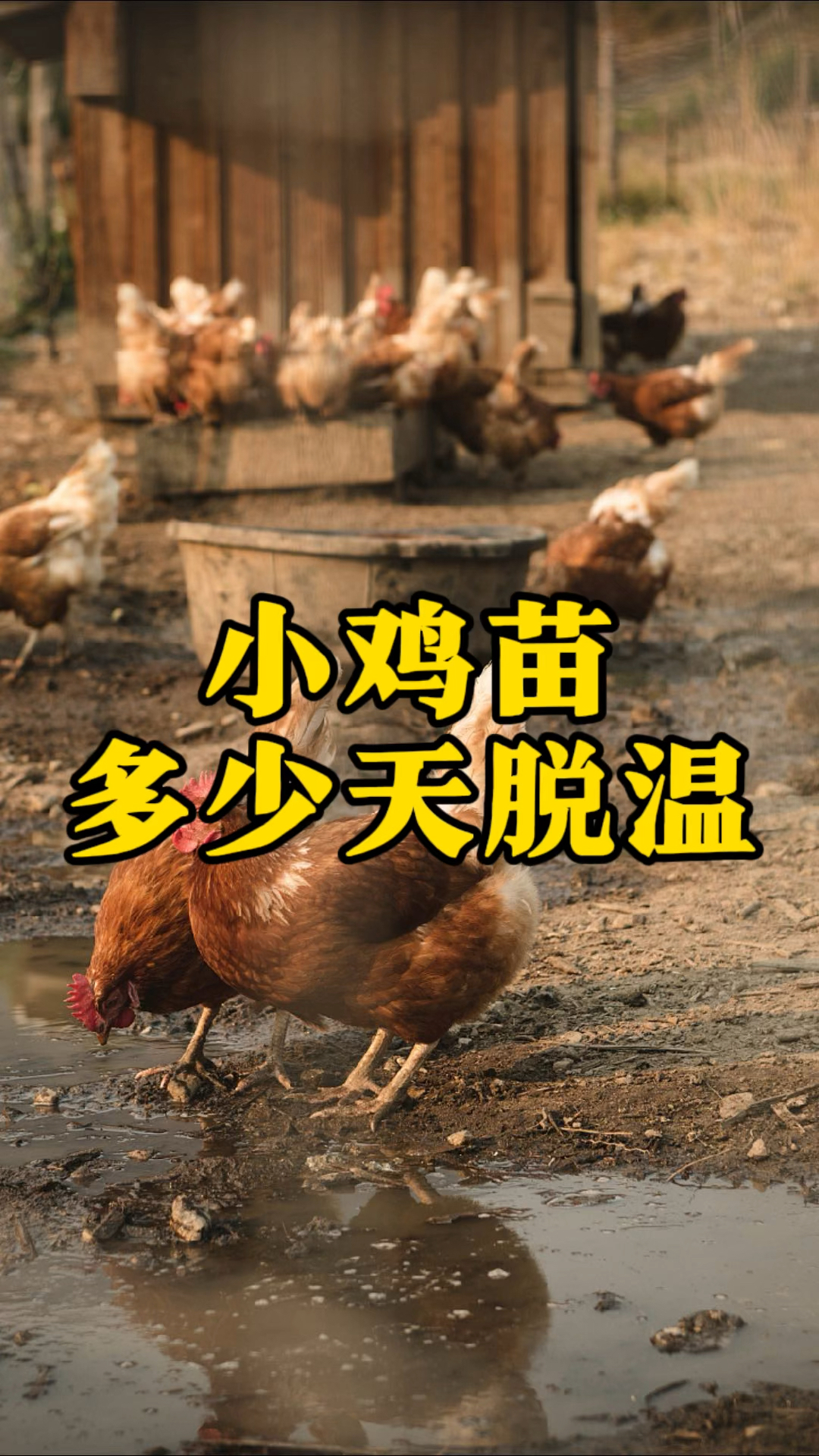 小鸡苗多少天脱温合适,养鸡人收藏