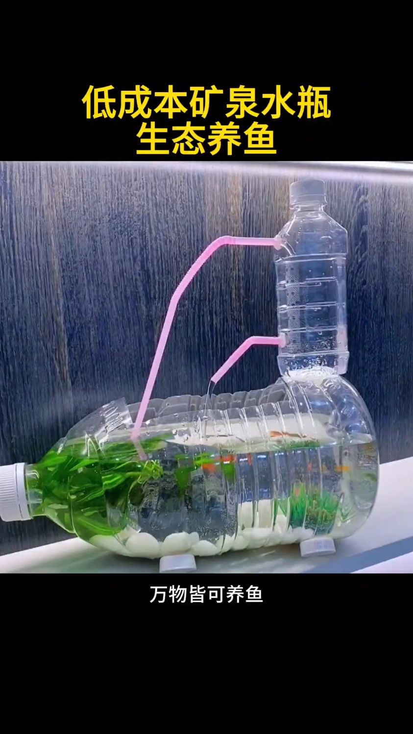 低成本矿泉水瓶生态养鱼