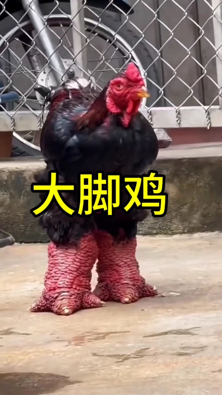 这是东涛鸡,又名大脚鸡