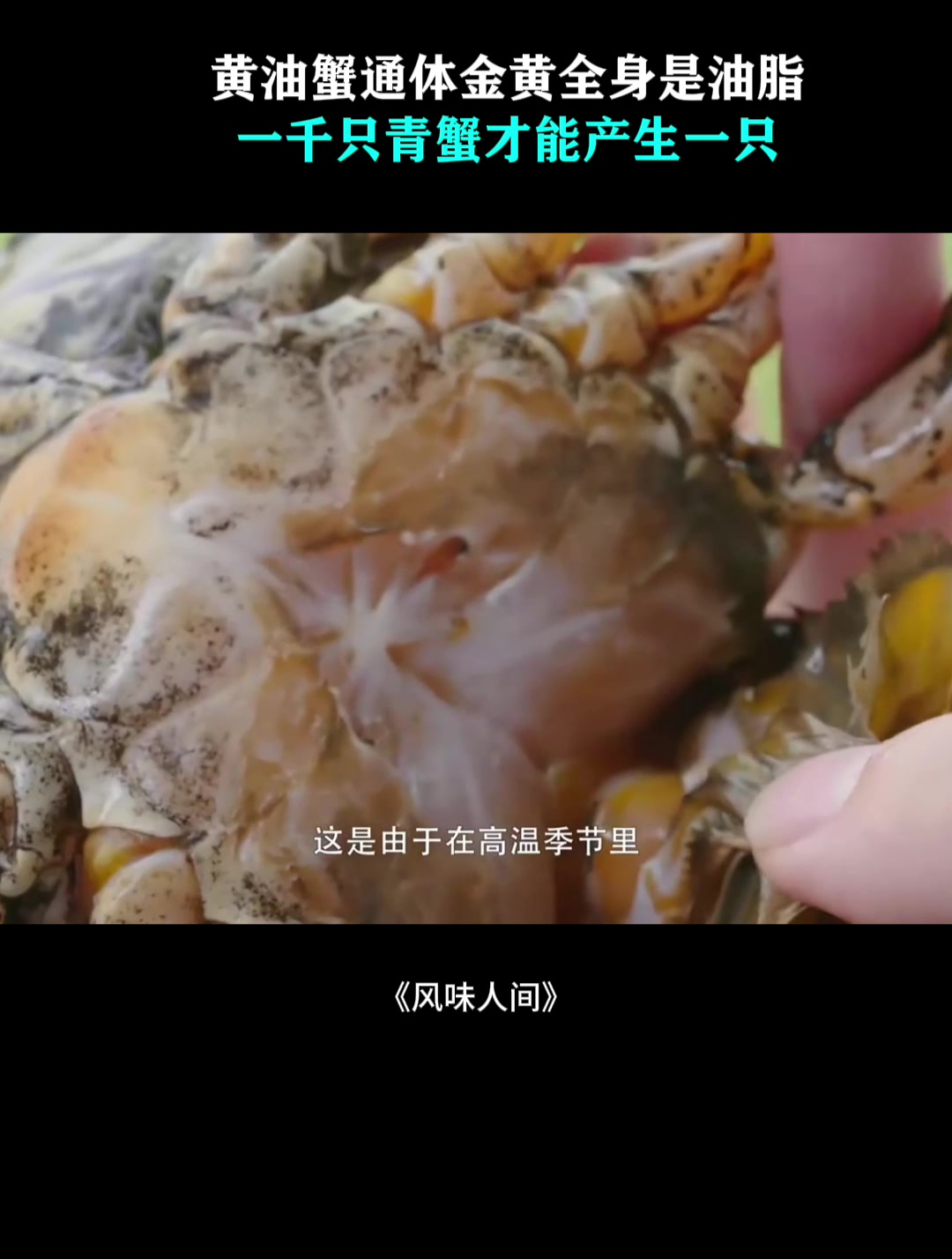 黄油蟹通体金黄全身是油脂,一千只青蟹才能产生一只,太为罕见!