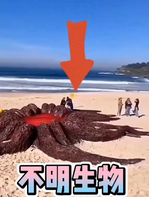 这么大个章鱼是真实存在的嘛