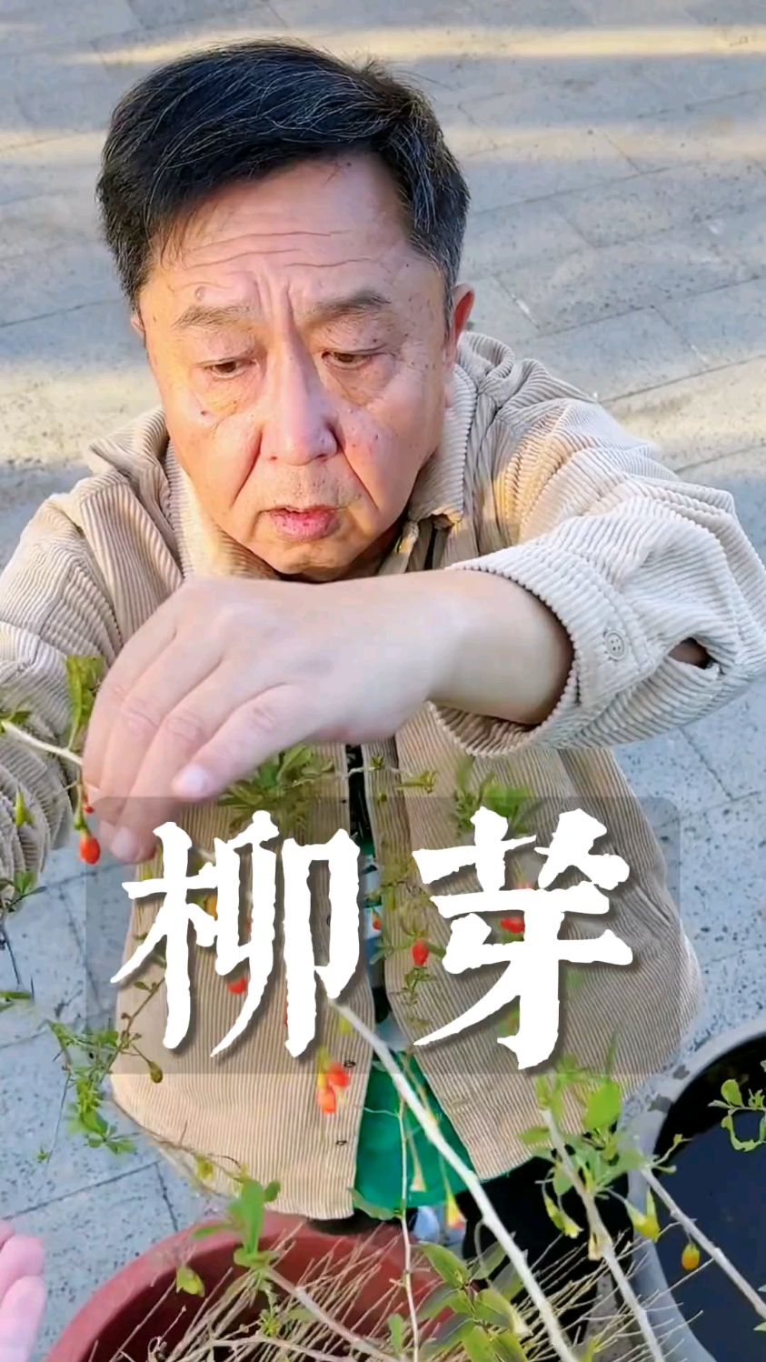 于谦老师吃野菜《柳树叶》
