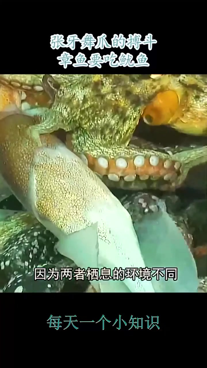 张牙舞爪的搏斗,章鱼要吃鱿鱼