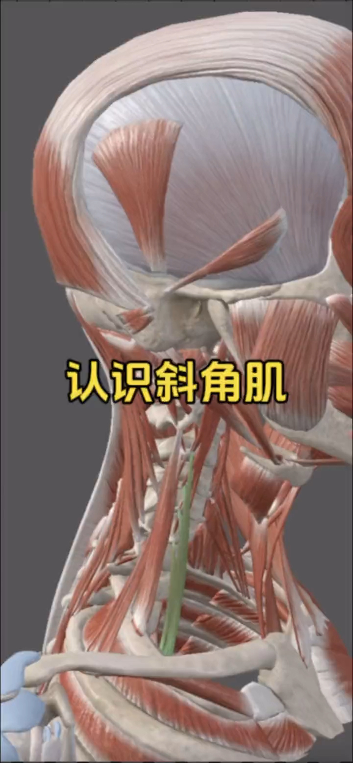 认识颈部深层肌肉之斜角肌!