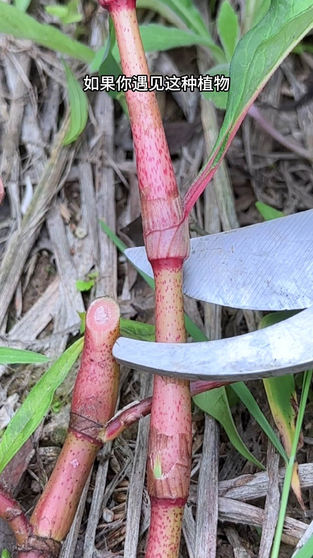 长着红茎的辣蓼草,别名辣子草,看看农村人怎样采摘它