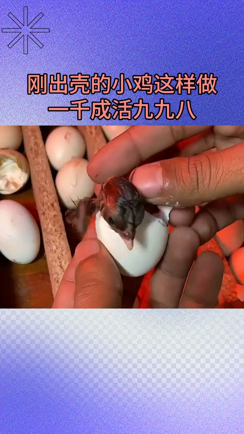 小鸡出壳这样做,一千成活九九八,长得快成活率高,不出问题
