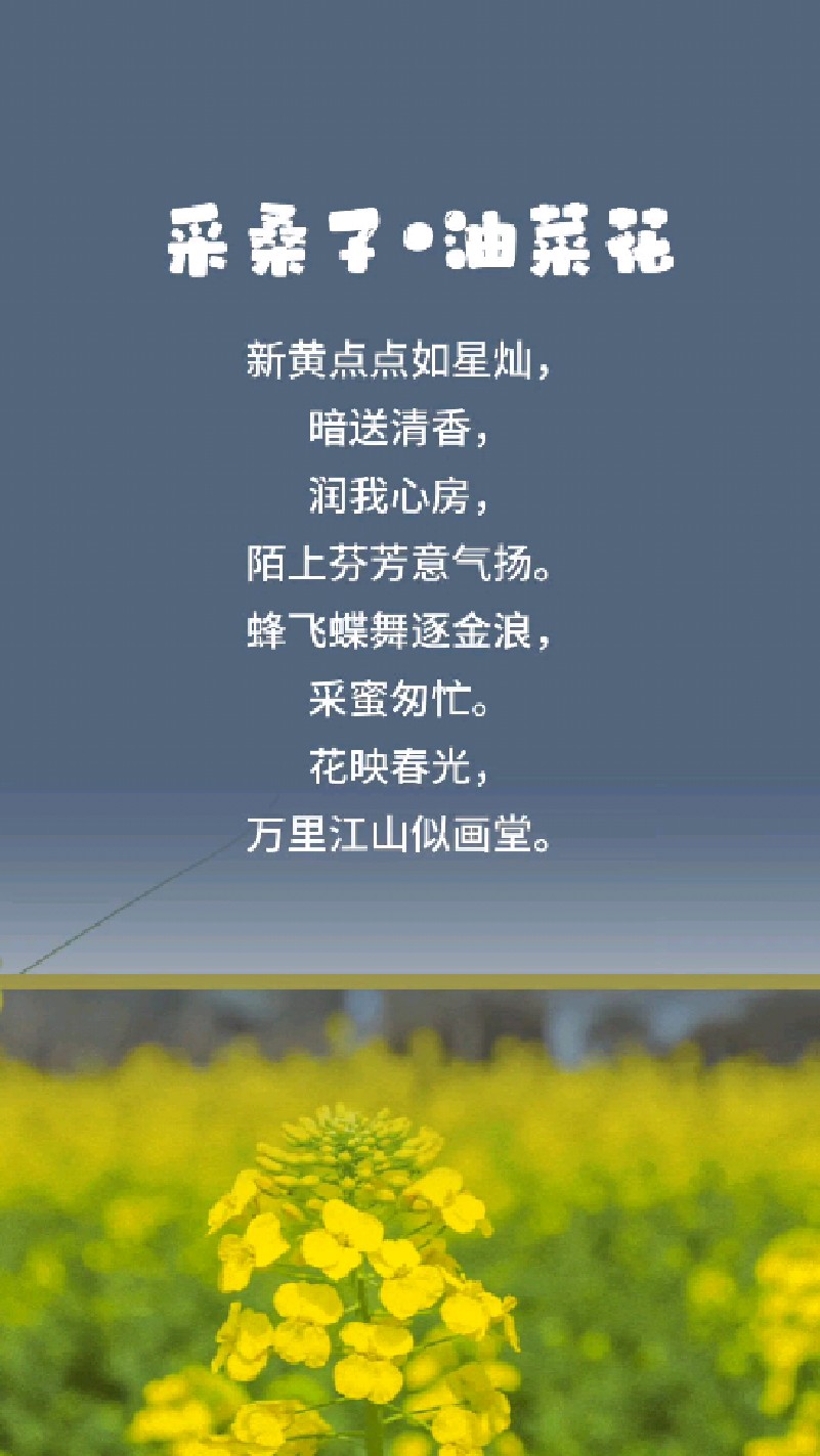 诗词分享「采桑子-油菜花」新黄点点如星灿,暗送清香,润我心房