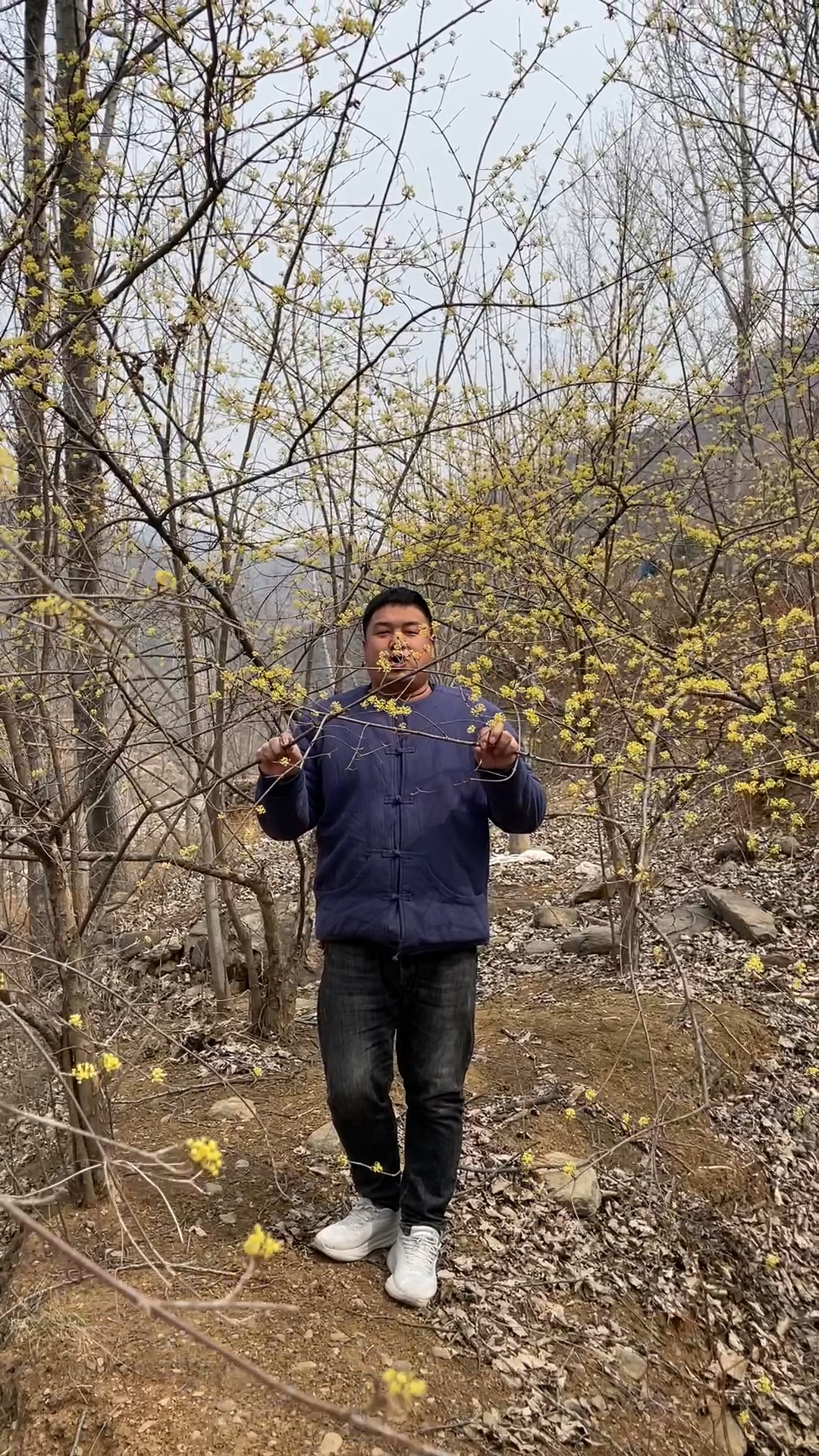 山茱萸别名:蜀枣和山萸肉。