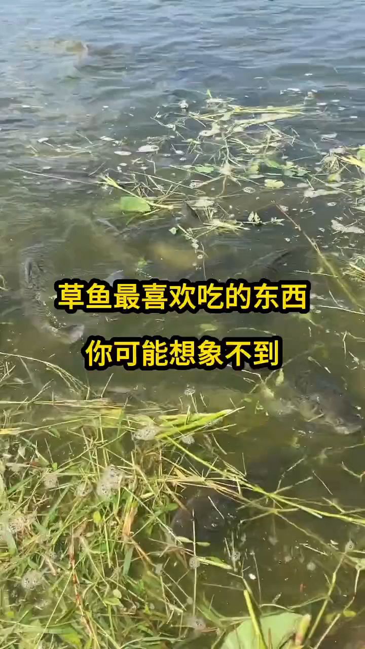 草鱼最喜欢吃的东西你可能想不到
