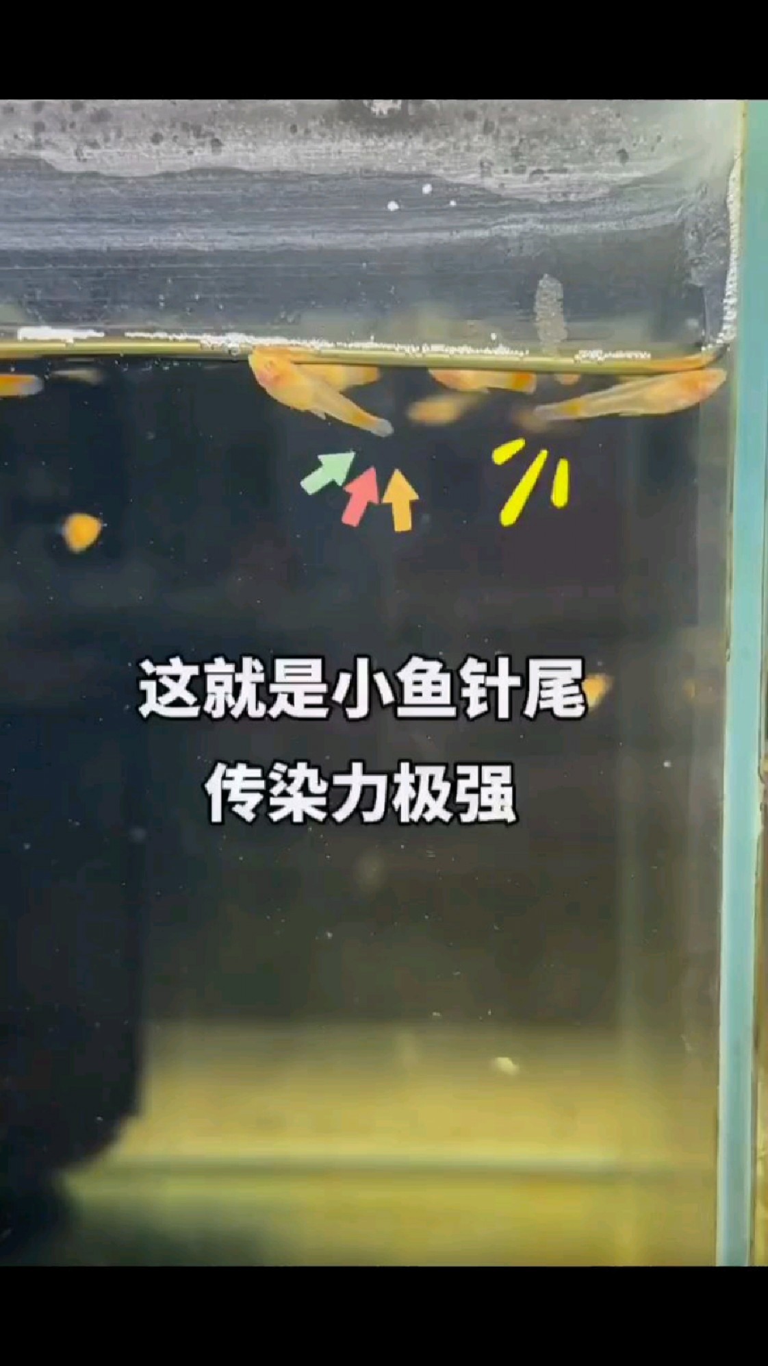 小鱼针尾如何辨?