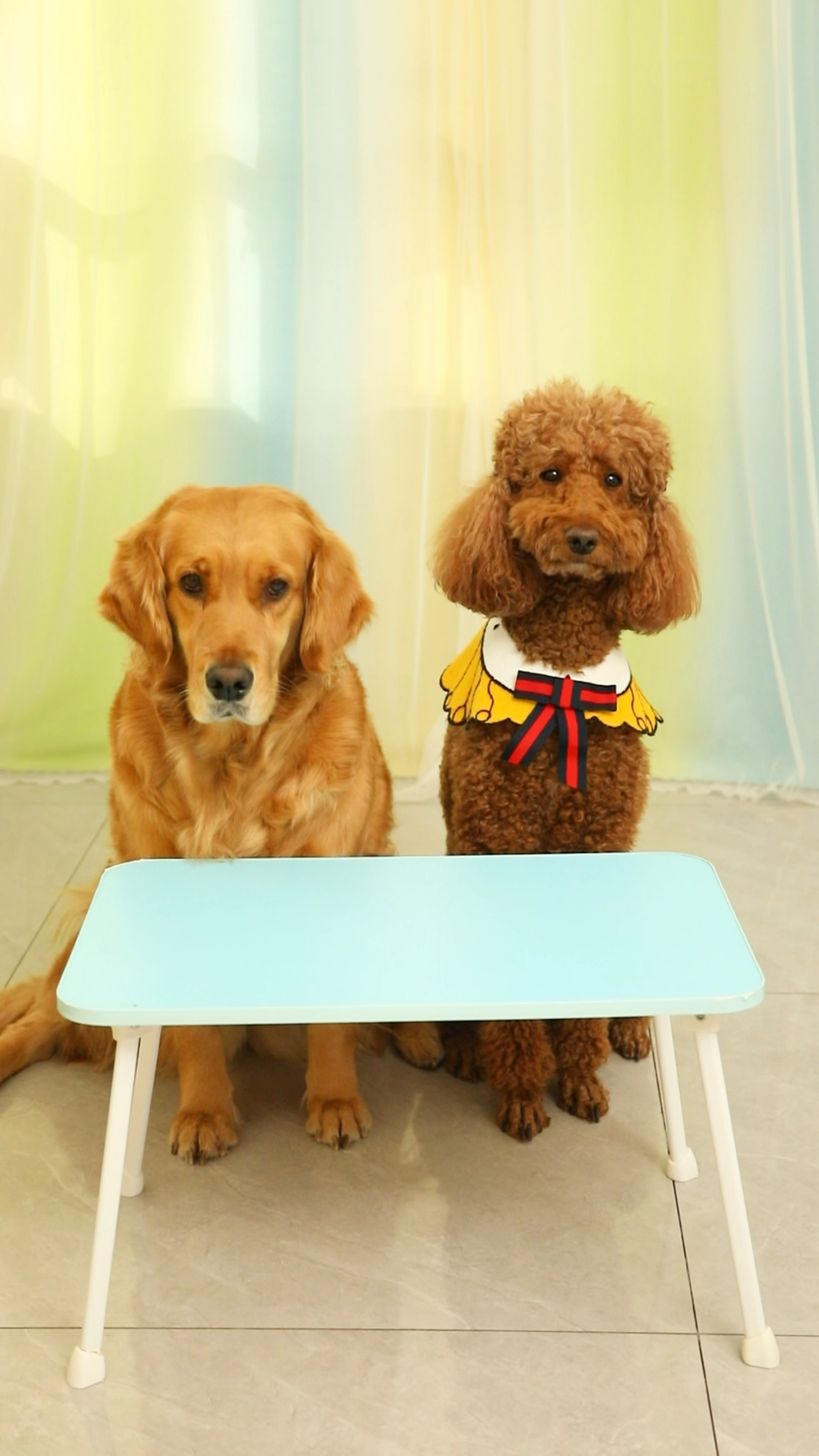 请问谁能收留奶茶呀