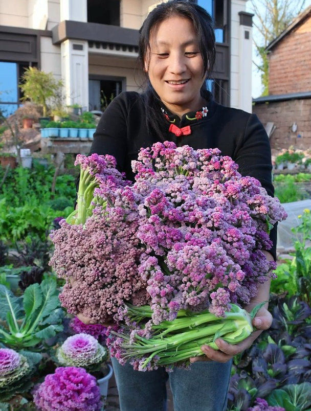 今天采收桃花菜,好吃又好看。也叫作紫花菜,大家吃过吗?