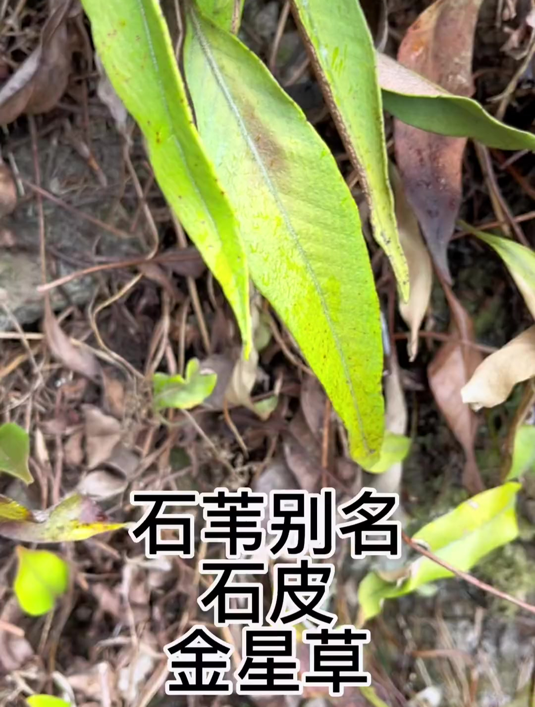 石韦别名石皮、金星草