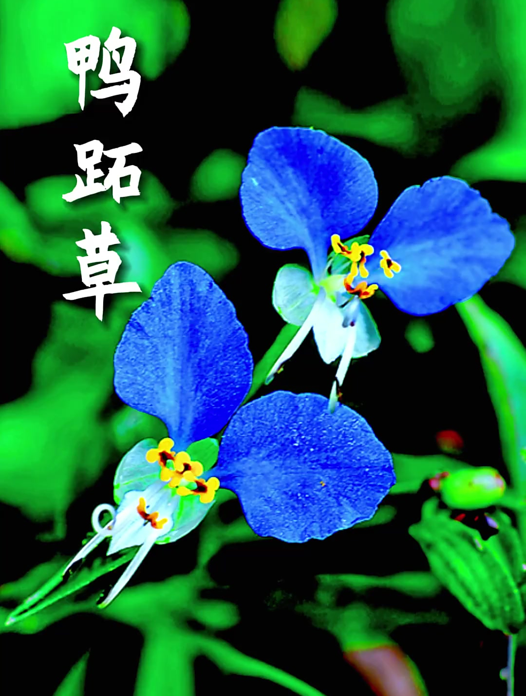 鸭跖草,中草药知识科普