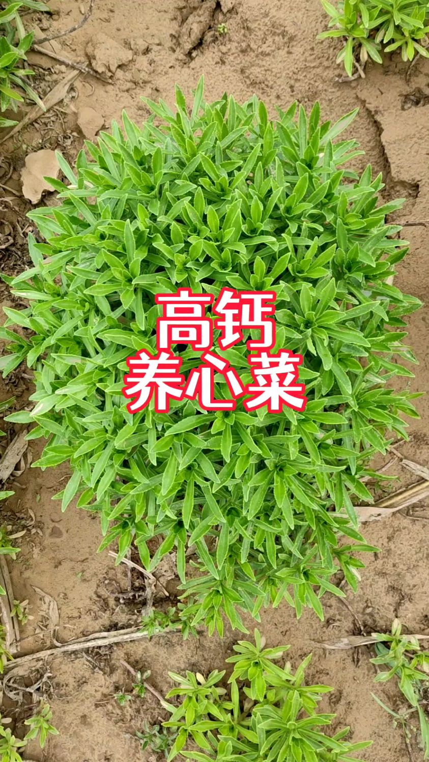 高钙菜,养心又补钙,年年采月月收