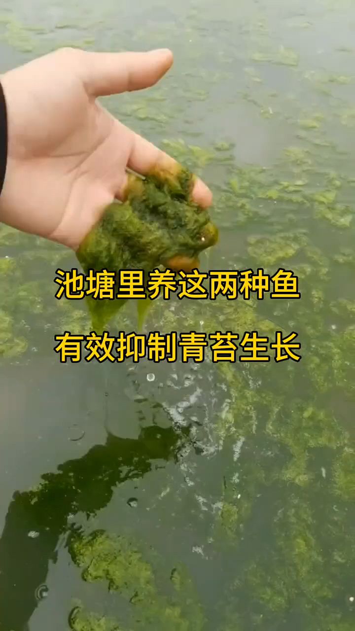 池塘里养着两种鱼能有效防止青苔