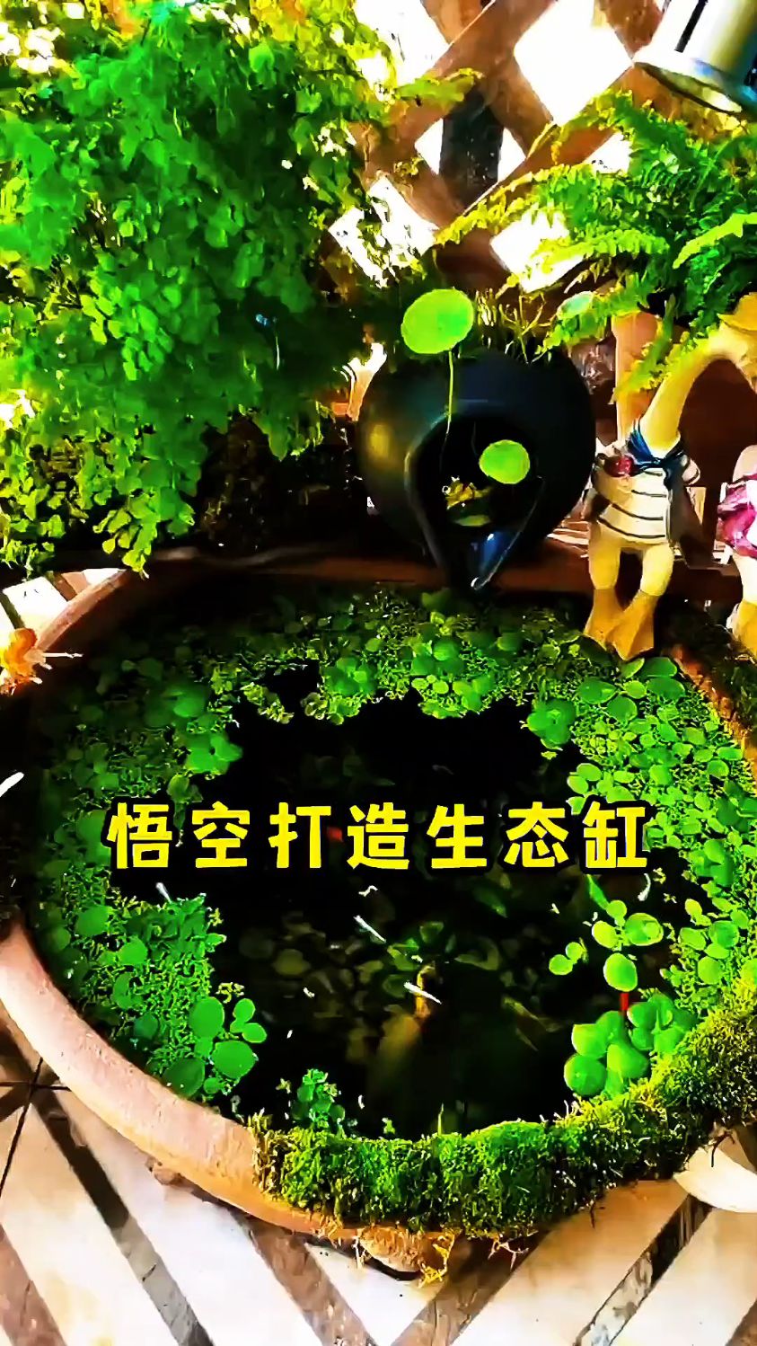 古法养鱼生态缸造景