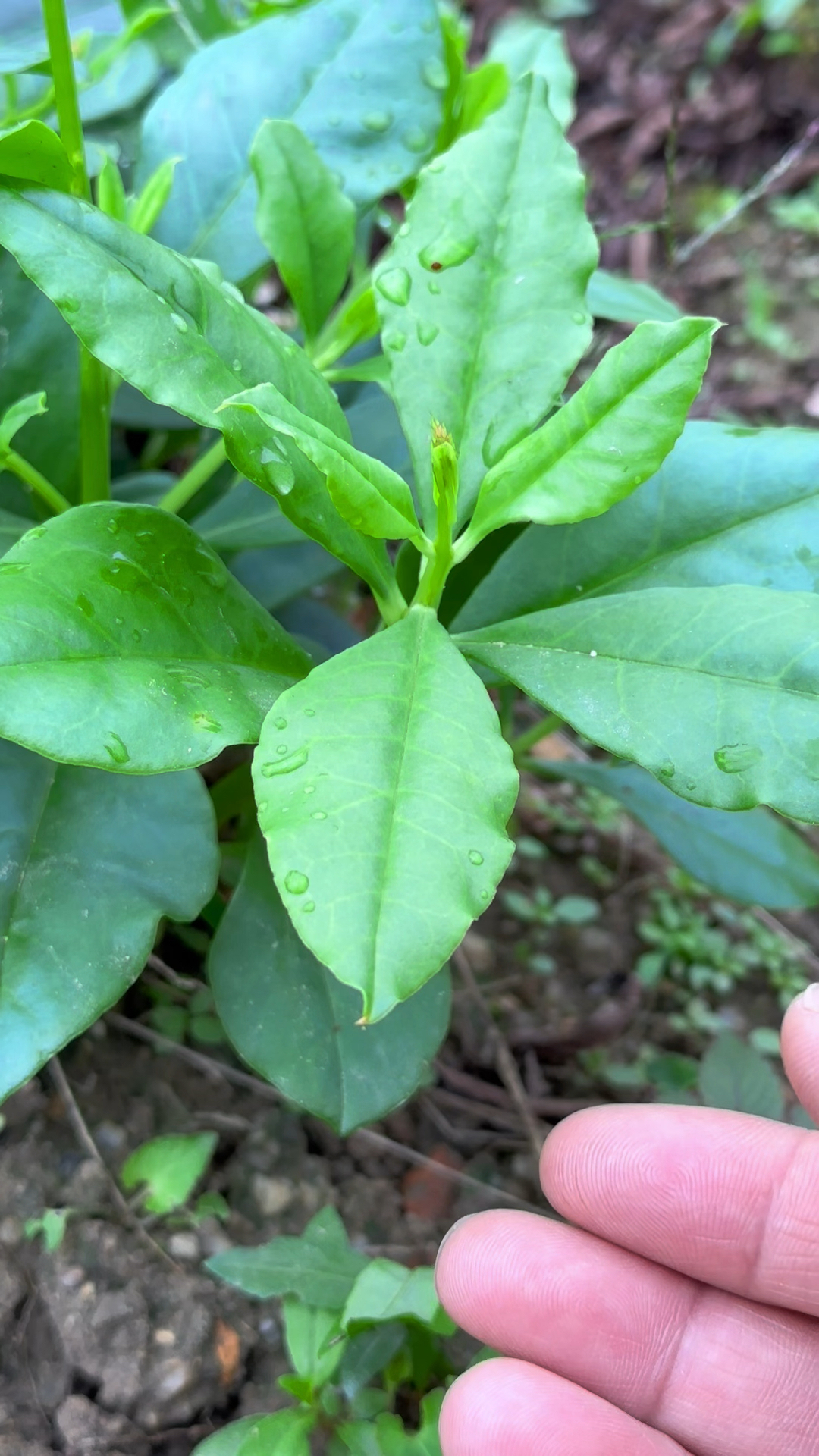人参菜也就是土人参,在南方当作蔬菜来种植