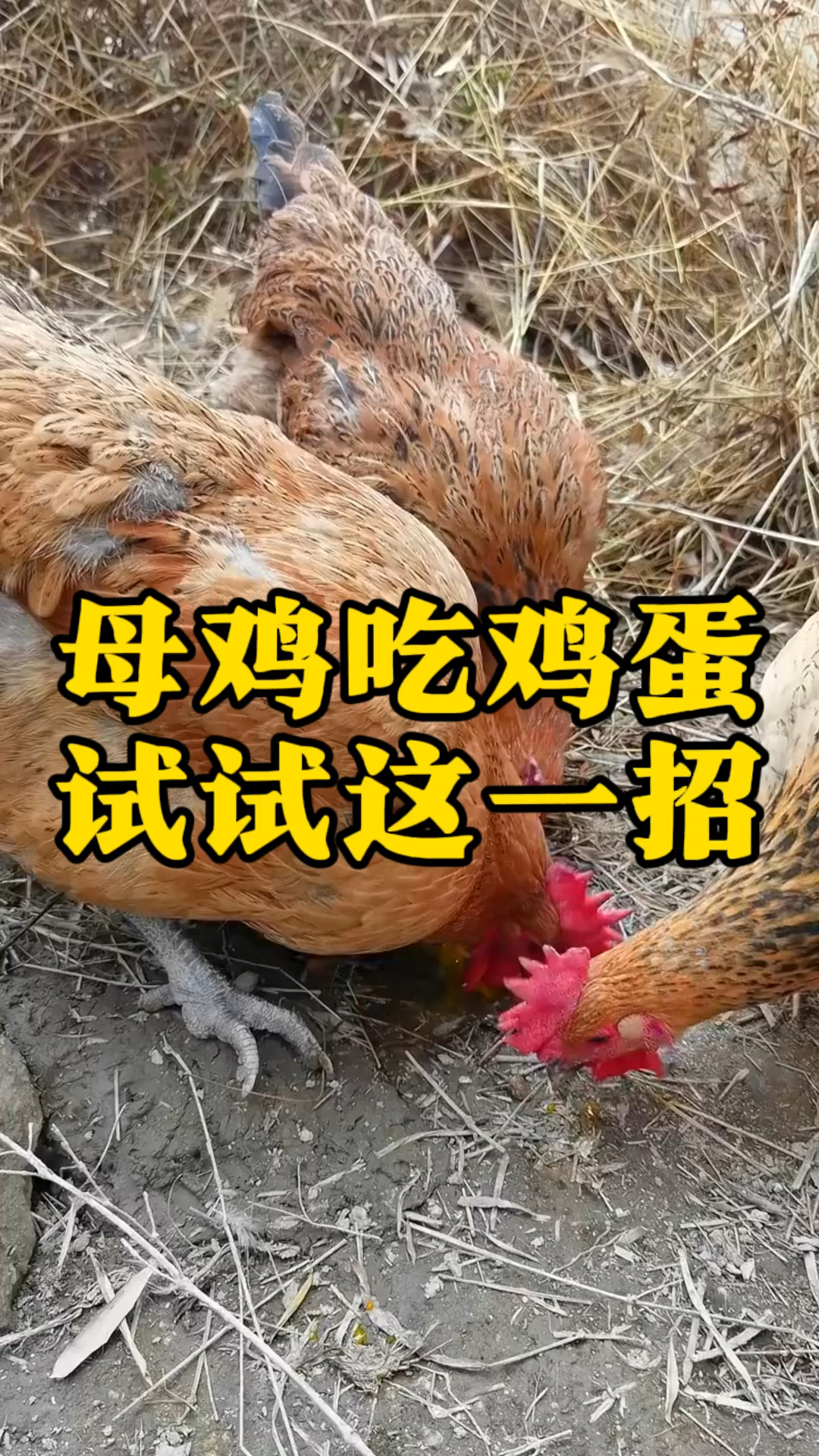鸡吃鸡蛋怎么办?试试这一招,轻松解决