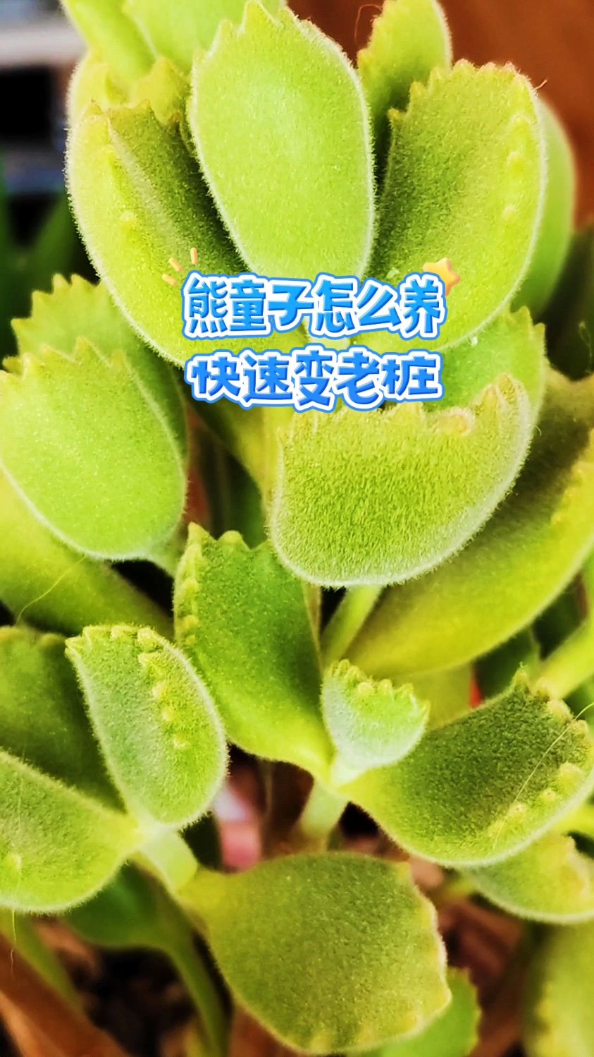 熊童子怎么养?快速变老桩