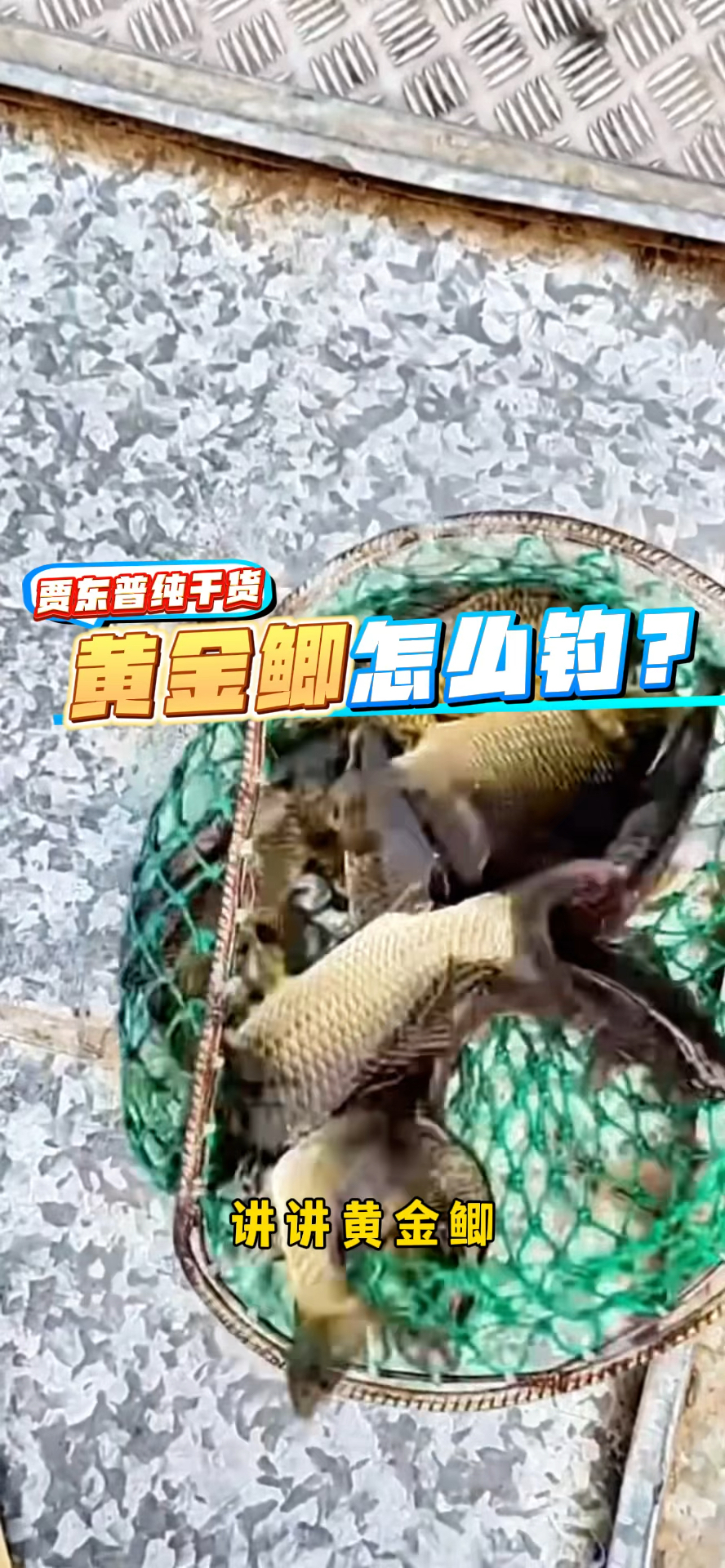 黑坑黄金鲫怎么钓
