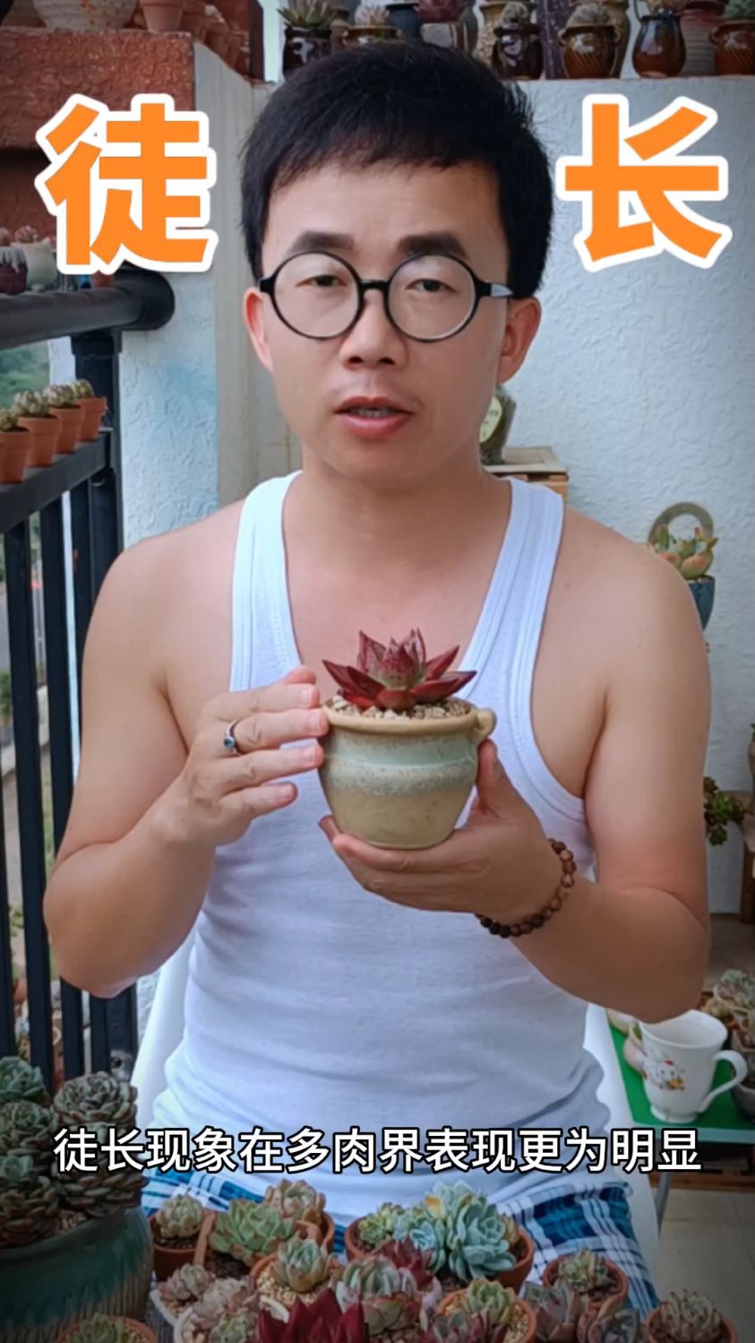 什么是多肉徒长?有什么表现?怎样预防?徒长了该怎么办?