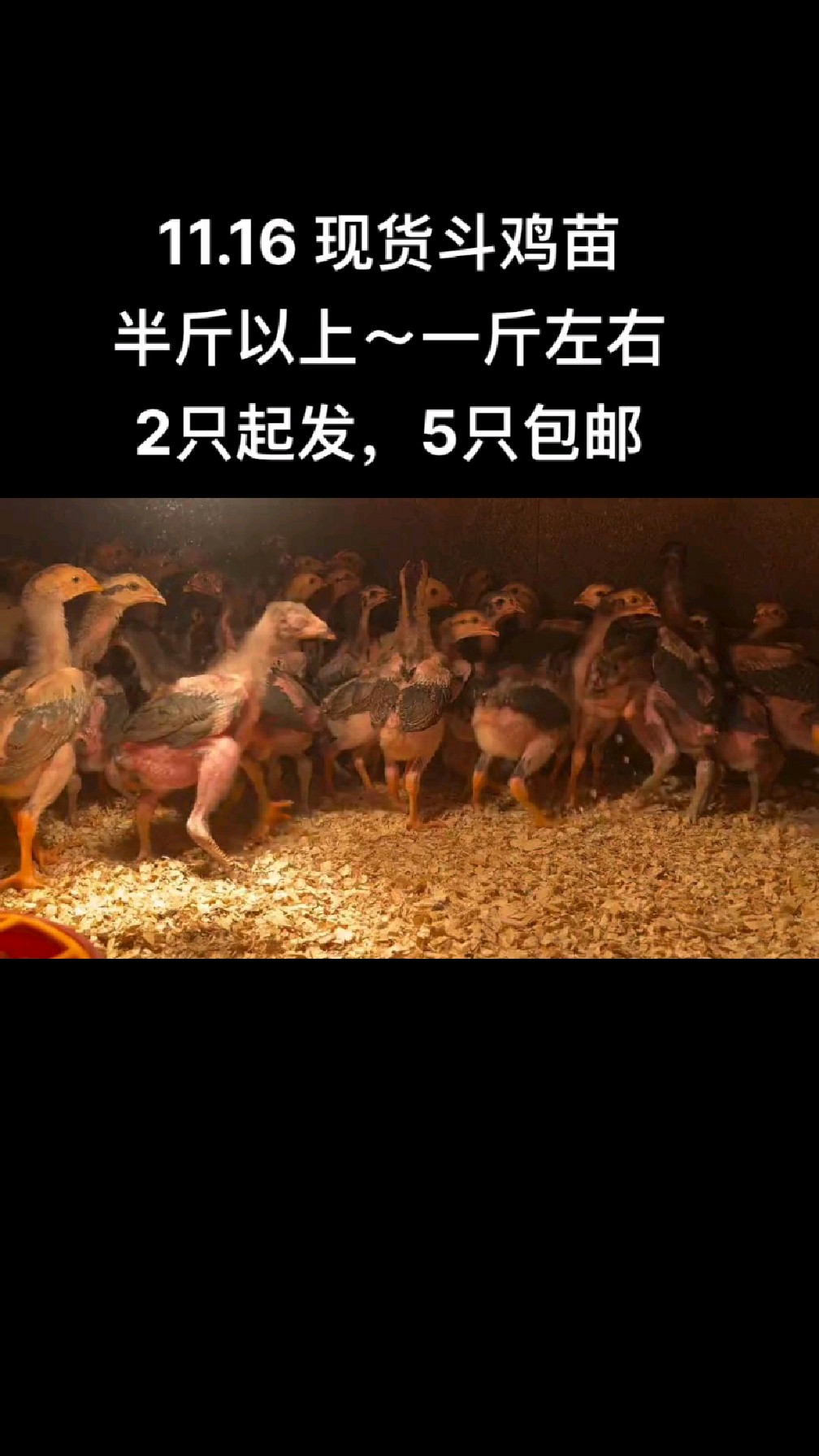 纯种越南鬼子斗鸡苗,喜欢的来