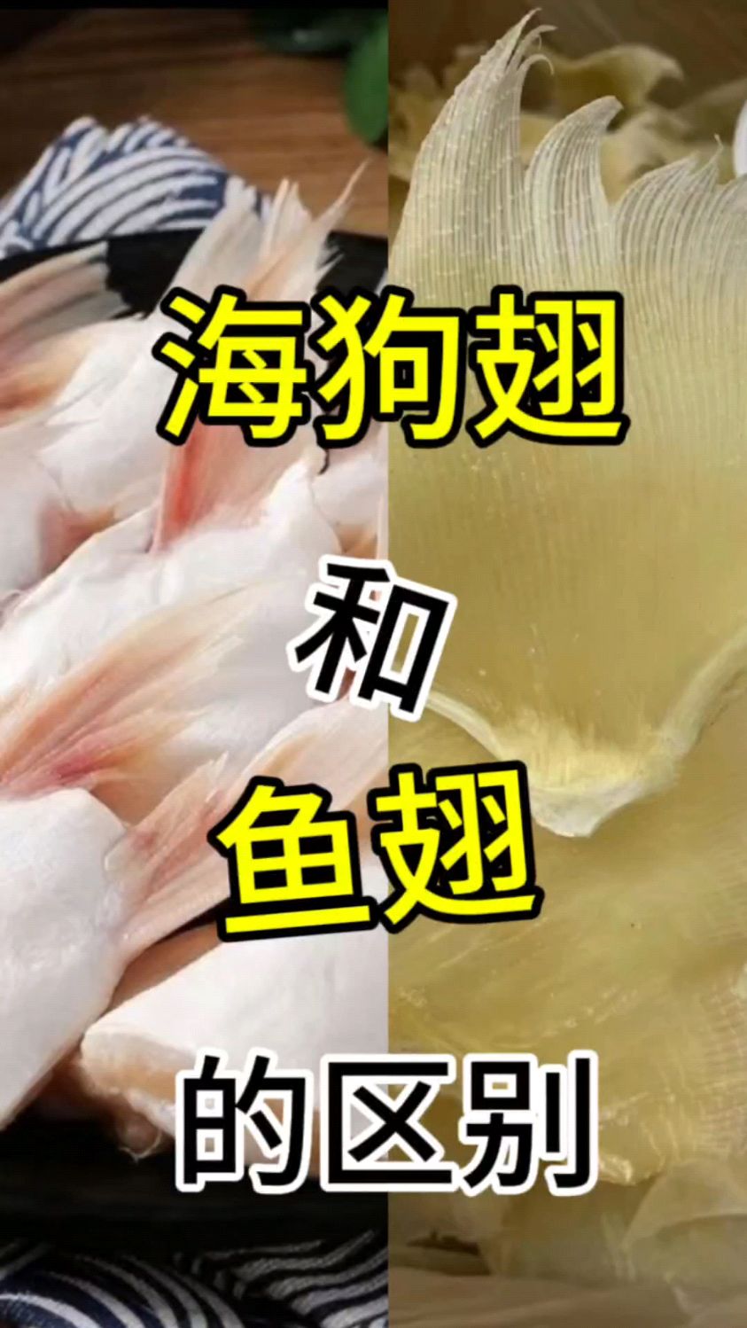 海狗翅和鱼翅的区别