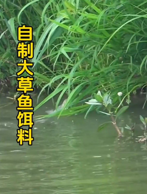 都知道草鱼爱吃草,但菜园里的这东西才是鱼儿的最爱!