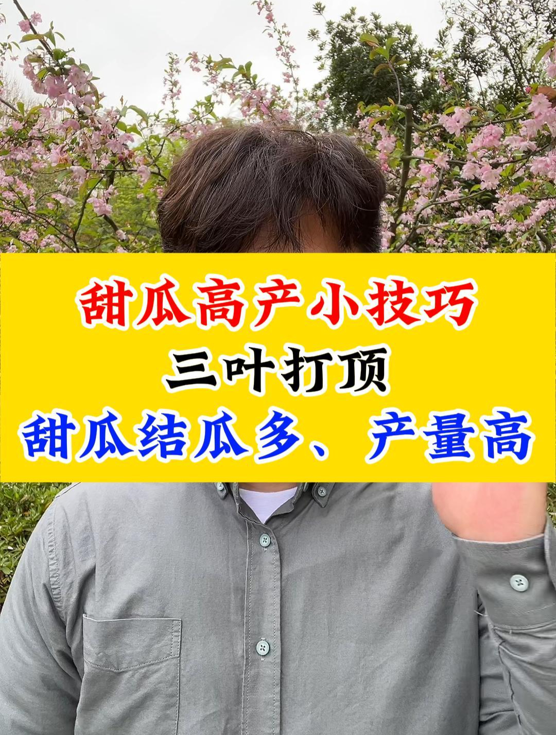 种植甜瓜的高产小技巧,三叶打顶法
