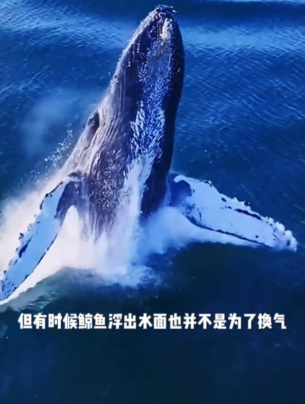你知道鲸鱼是如何呼吸的吗?