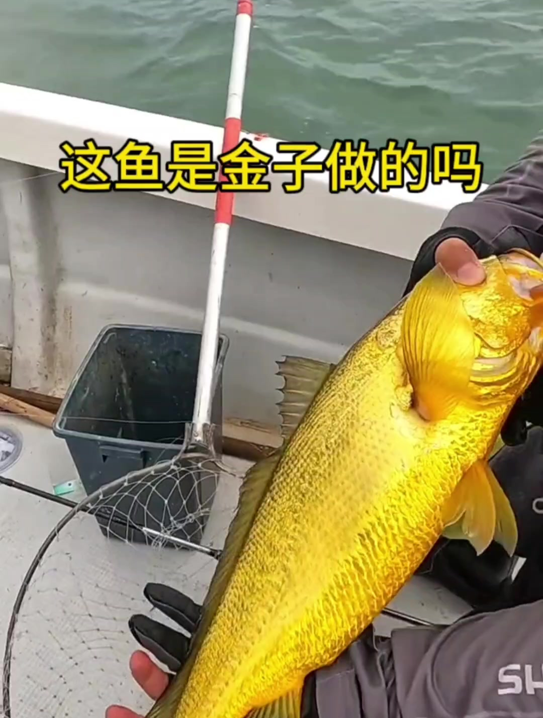 这鱼是黄金做的吧