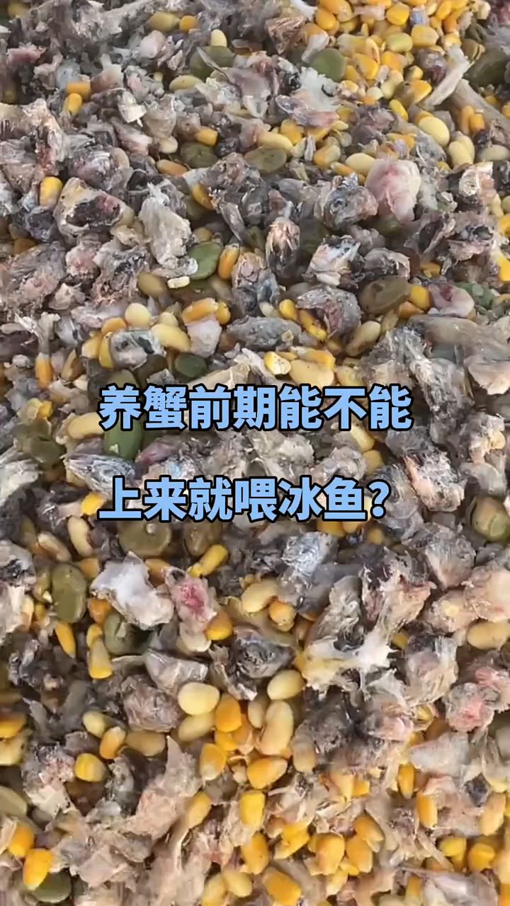 养蟹前期能不能直接喂冰鱼