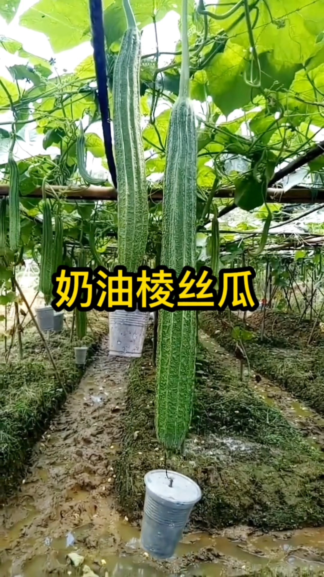 这么好吃的棱丝瓜,你也种些吧
