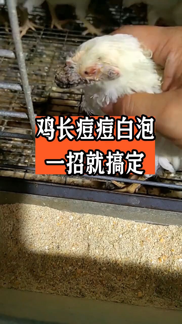 鸡长痘痘一招解决