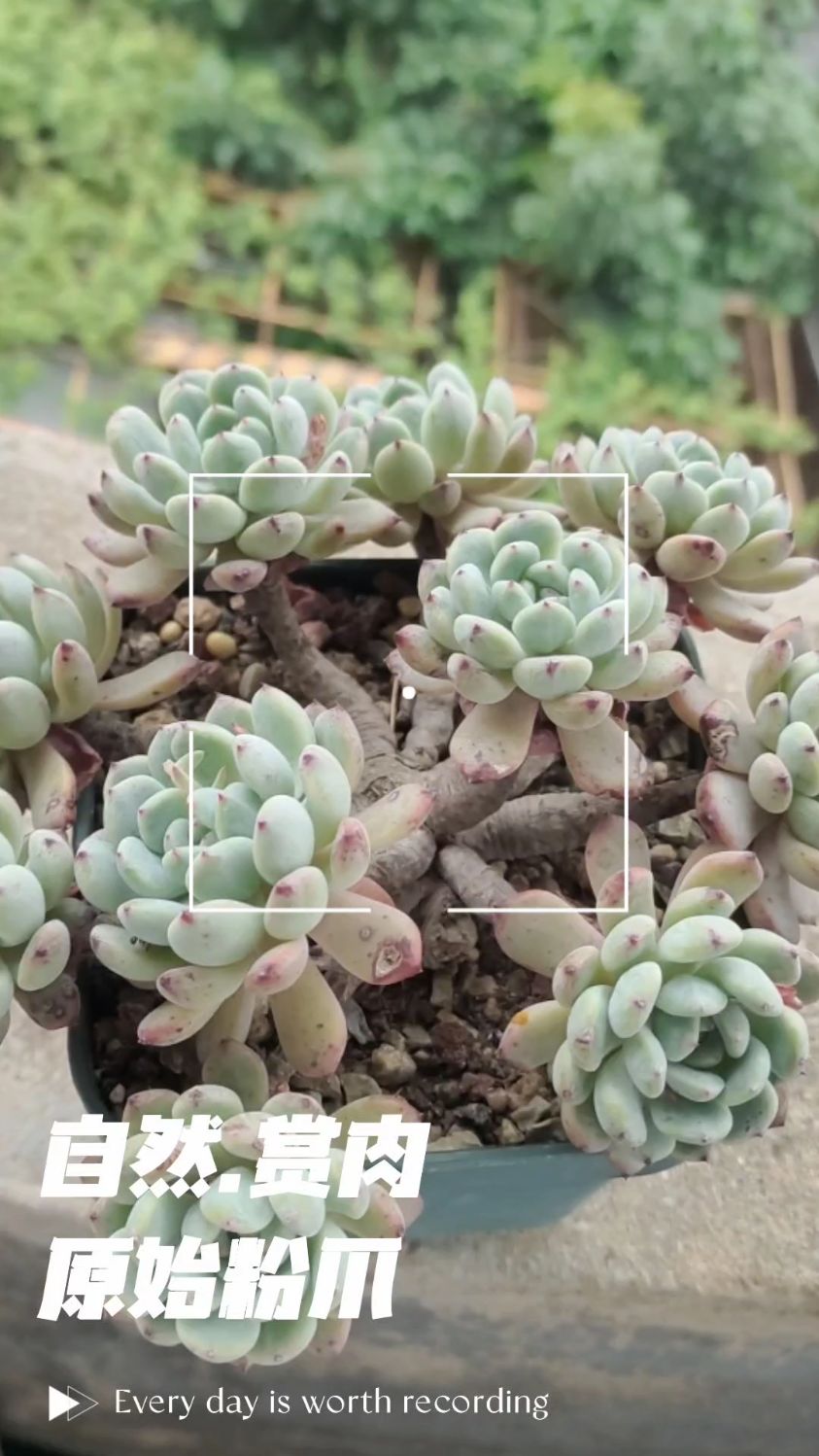 春天到了,我们一起来欣赏多肉吧:这是养了5年的原始粉爪