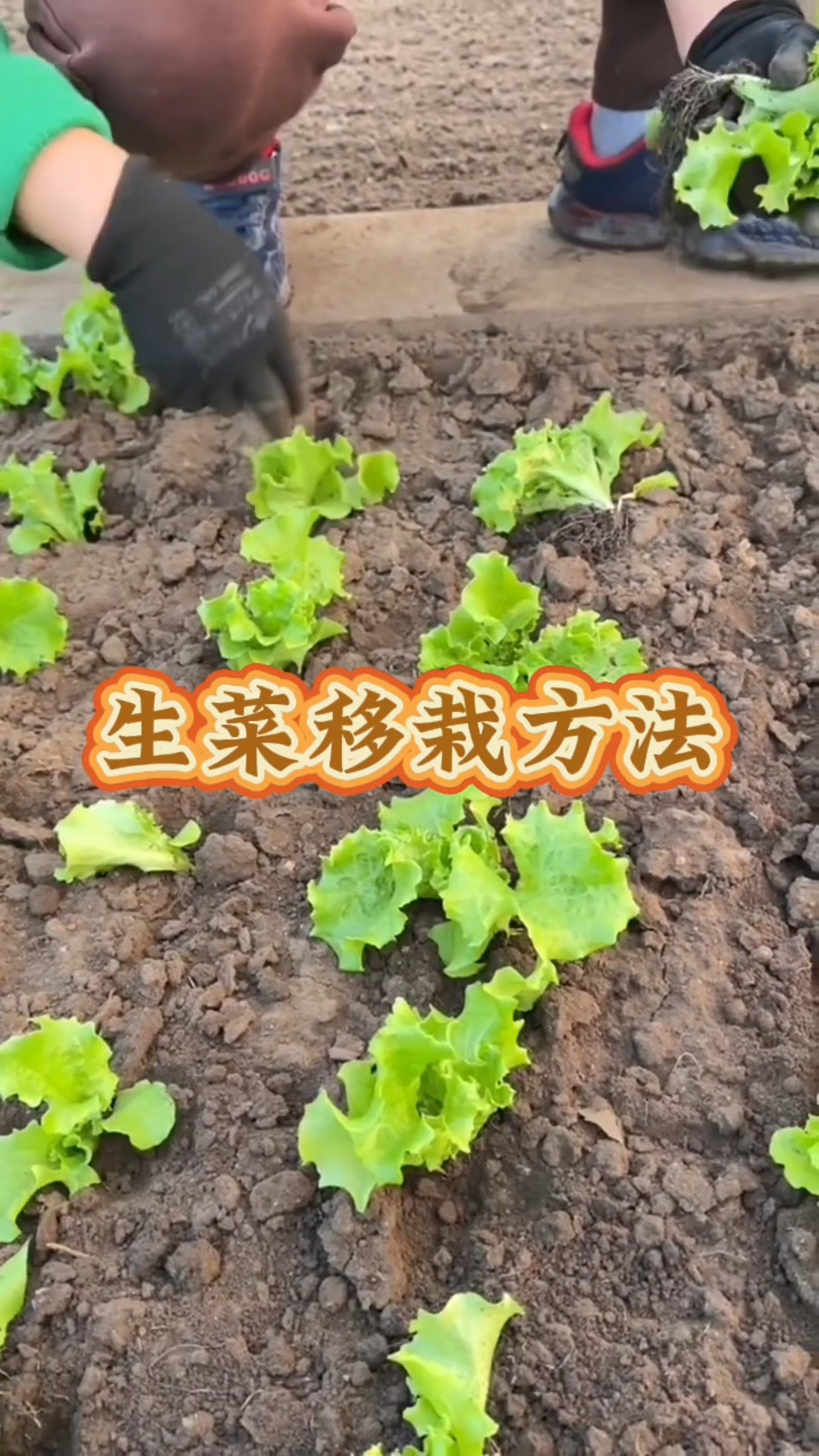 生菜移栽详细步骤