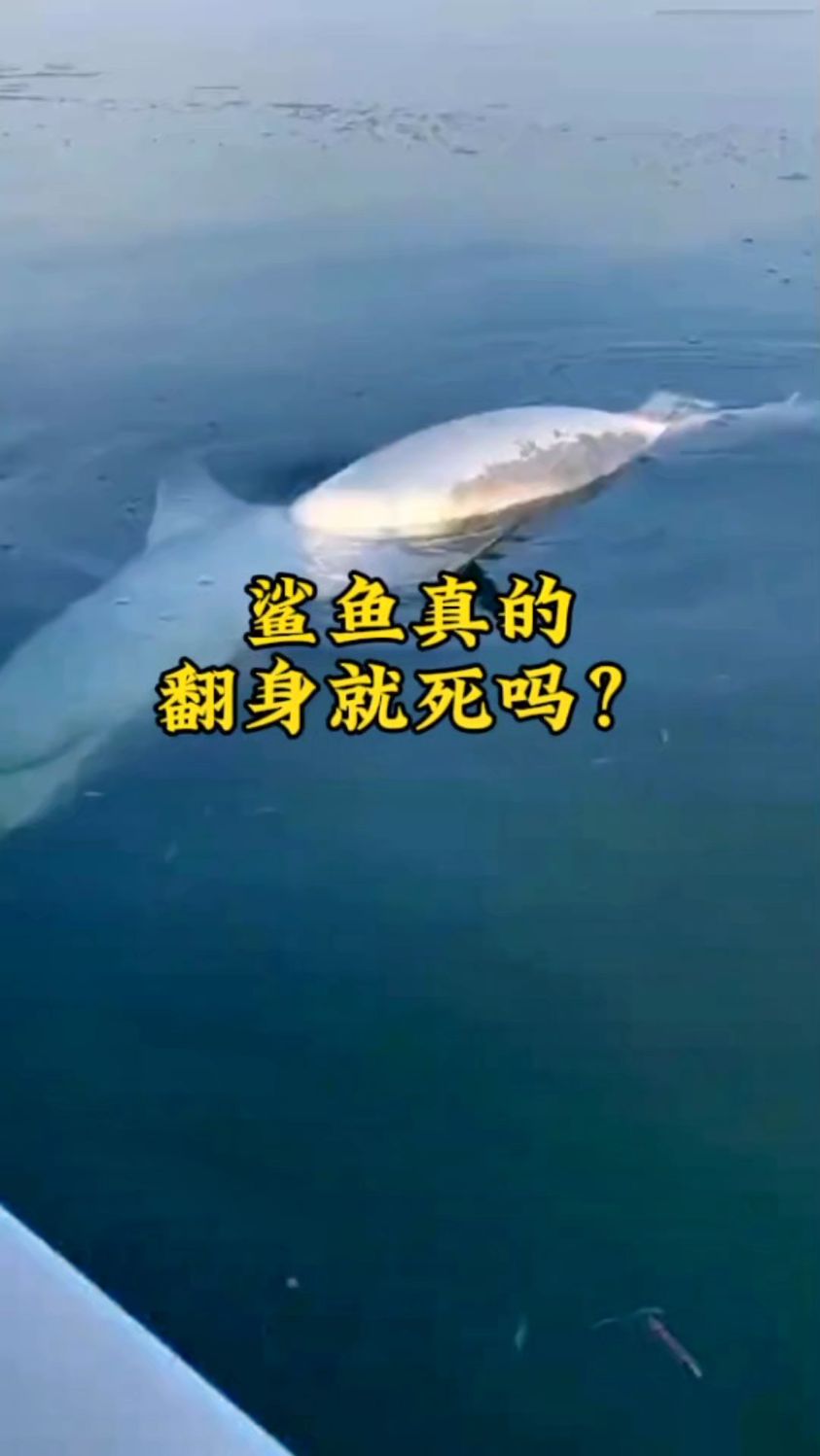 鲨鱼真的翻身死吗#鲨鱼 #知识#有趣