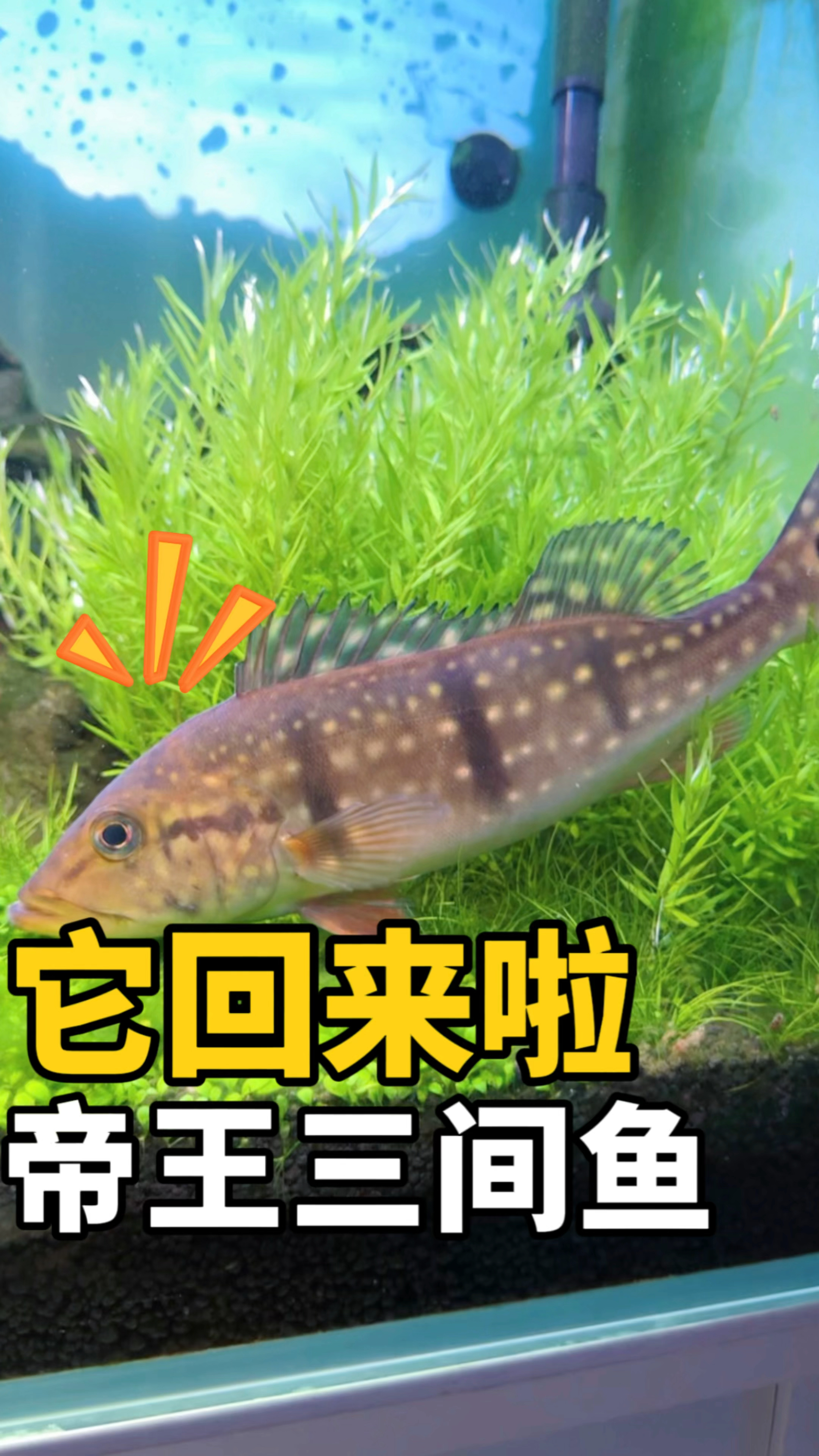 帝王三间鱼它又回来啦 !!!