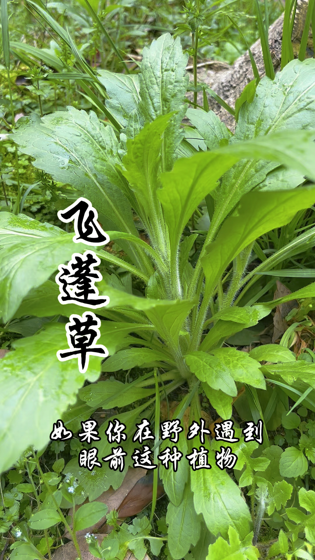 飞蓬草,一种非常有价值的本草植物,你了解吗?