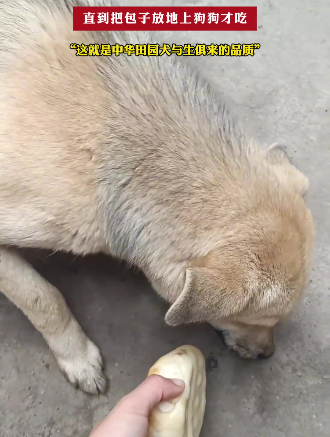 主人手拿包子给狗狗吃,直到把包子放地上狗狗才吃