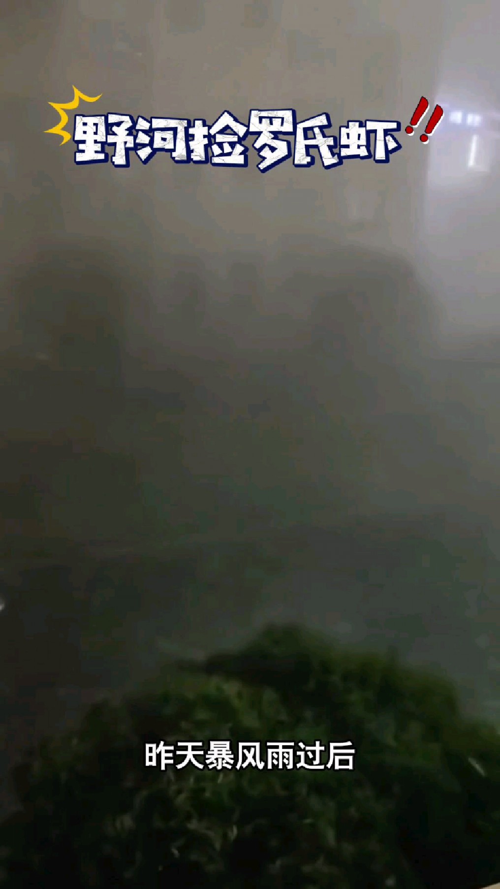 昨天暴风雨过后,没想到成片的罗氏虾都被刮到了岸边
