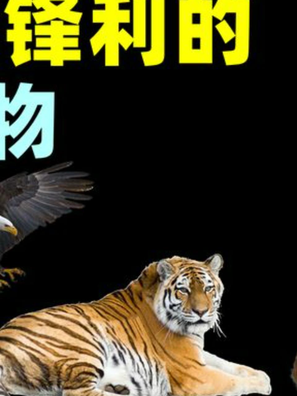 揭秘世界五种爪子最锋利的动物,食火鸡、老虎、老鹰上榜!2
