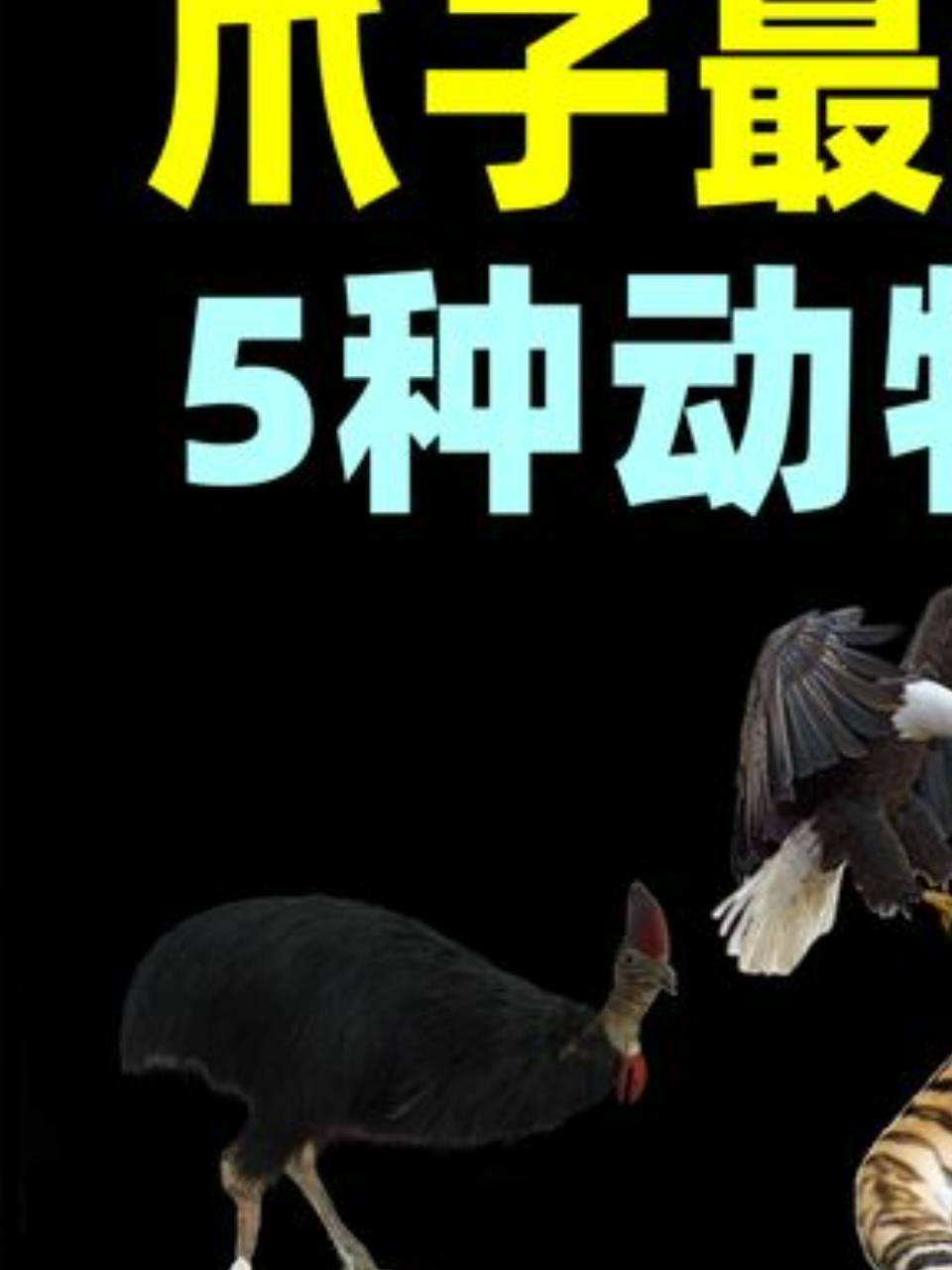 揭秘世界五种爪子最锋利的动物,食火鸡、老虎、老鹰上榜!1