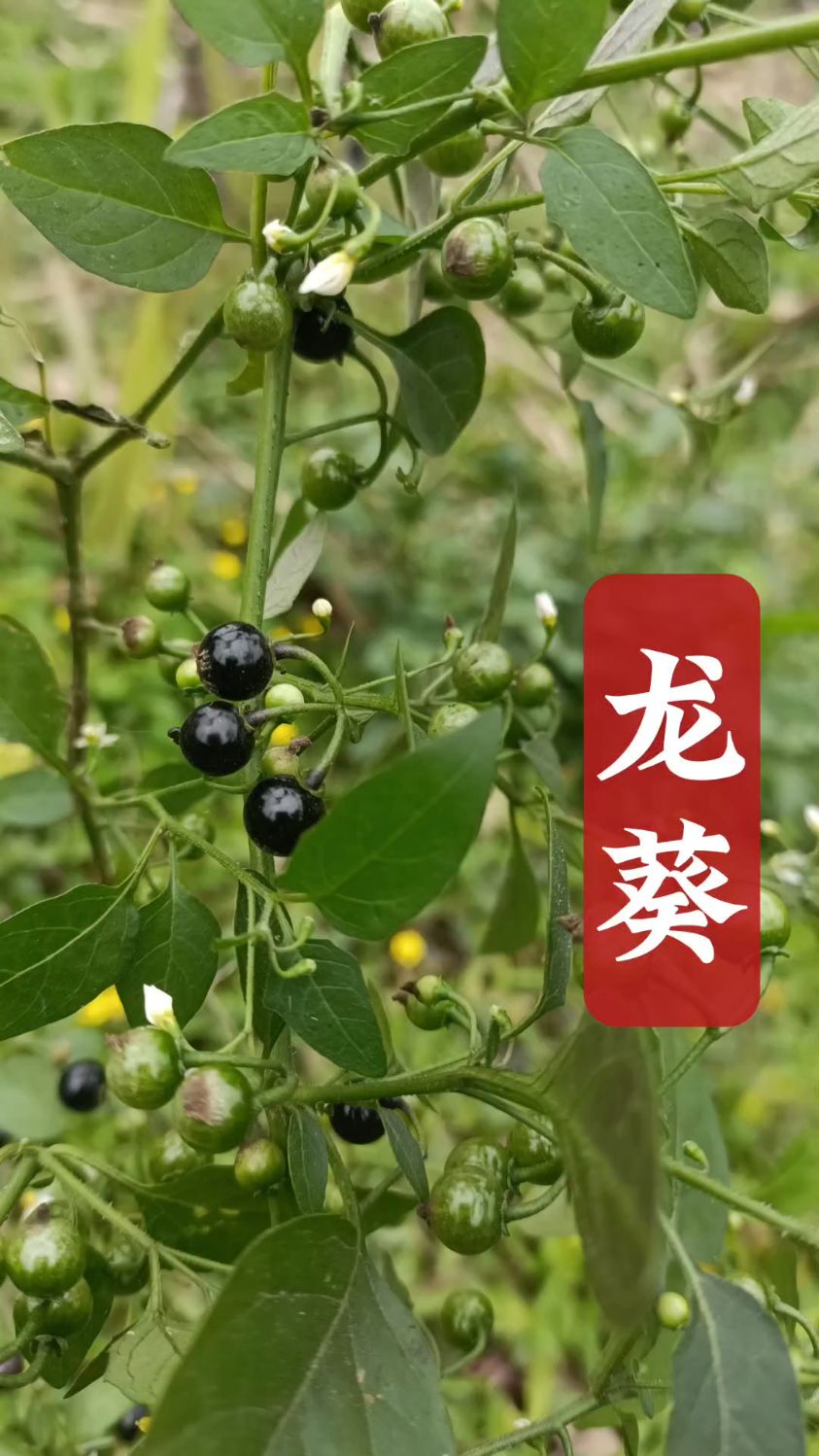 龙葵菜你的家乡有吗