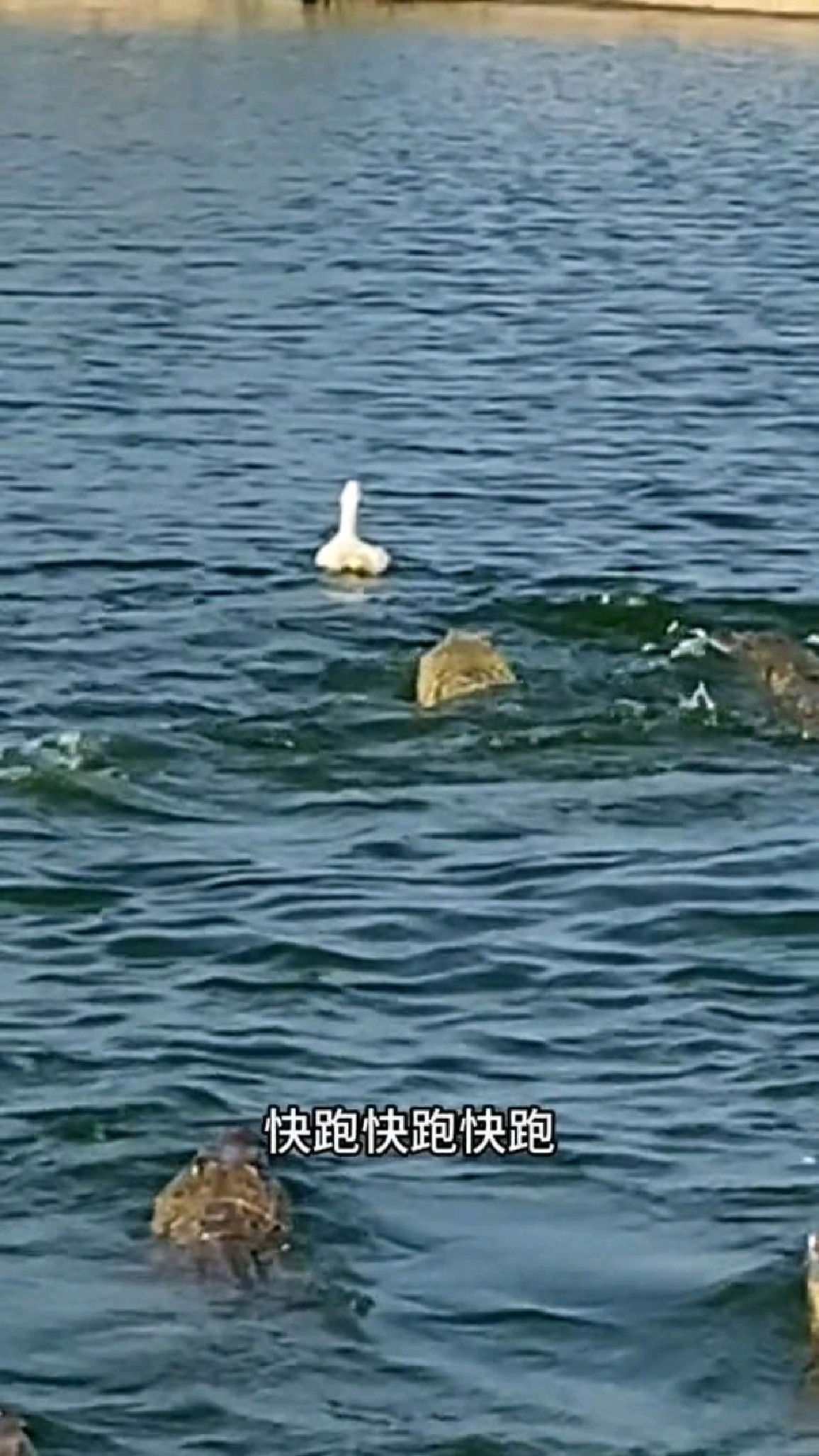 白鸭教练交一群鳄鱼潜水